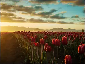 Tulipany, Zachód, Słońca