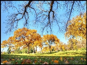 Drzewa, Park, Trawy, Jesień, Liście