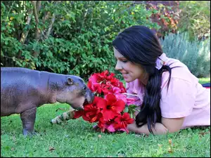 Hipopotam, Kwiaty, Trawa Kobieta, Czerwone