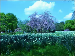 Wiosna, Kwitnące, Kwiaty, Drzewa, Ogród