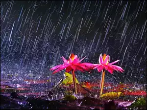Deszcz, Różowe, Kwiaty