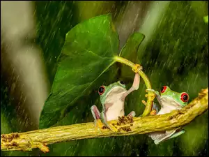 Deszcz, Żabki, Liść