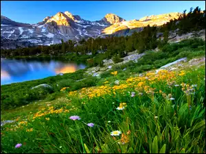 kwiatki, Góry, Jezioro, Las, Łąka