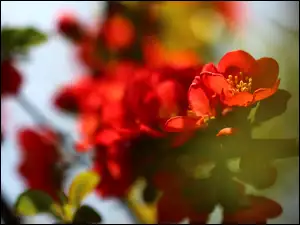 Krzew, Kwiaty, Pigwowiec Japoński, Czerwone