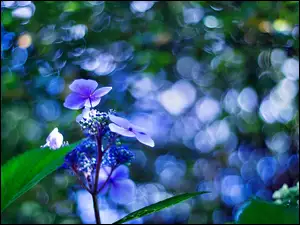 Bokeh, Niebieski Kwiatek, Makro