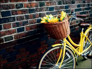 Mur, Żółte, Koszyk, Tulipany, Rower