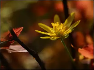 Kwiat, Ziarnopłon Wiosenny, Żółty