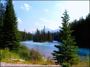Park Narodowy Banff, Kanada Rzeka, Las