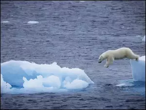 Niedźwiedź, Kra, Polarny, Morze