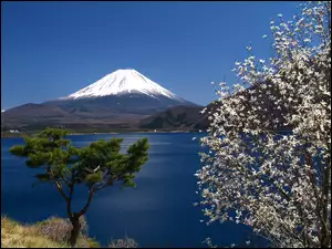 Drzewo, Fudżi, Jezioro, Japonia, Kwitnące, Góra