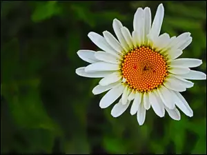 Rumianek, Biały, Kwiatek