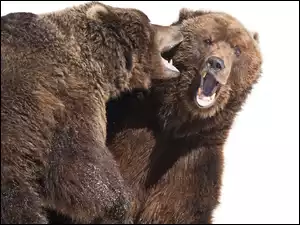 Zabawa, Dwa, Niedźwiedzie
