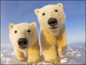 Niedźwiedzie, Zima, Polarne, Śnieg