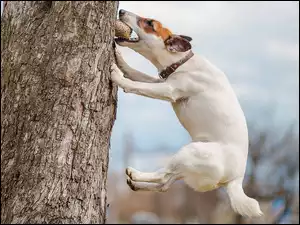 Pies, Skok, Jack Russell Terrier, Drzewo