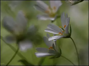 Kwiaty, Rogownica, Białe