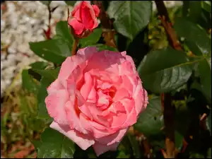 Róże, Róża