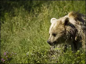 Niedźwiedź, Trawa