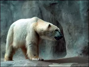 Skała, Niedźwiedź, Polarny