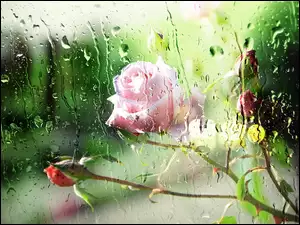 Różowa, Deszcz, Róża, Szyba