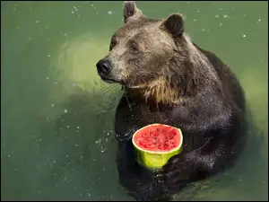 Woda, Niedźwiedź, Owoc