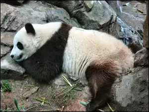 Wypoczywająca, Panda