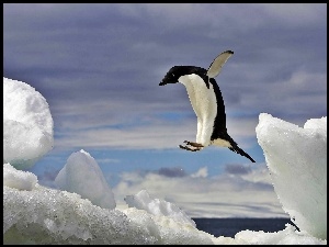 Pingwin, Morze, Lód