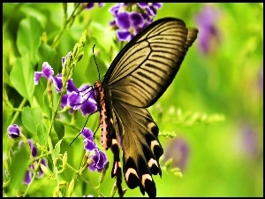 Motyl, Rozmycie, Kwiaty, Zbliżenie