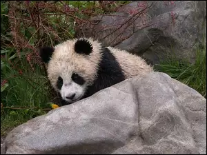 Panda, Kamień