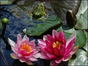 Lilia wodna, Kwiat, Żaba