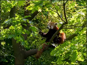 Panda, Drzewo, Miś