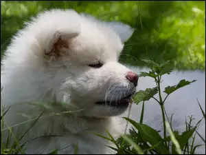 Pies, Roślinność, Akita, Inu