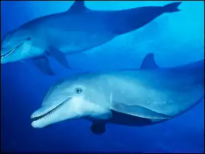 Dwa Delfiny
