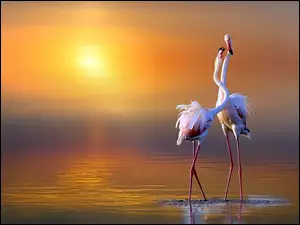 Flamingi, Wschód, Słońca