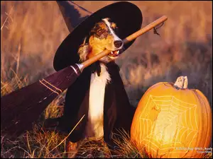 Owczarek australijski-australian shepherd, Czarownica, Halloween