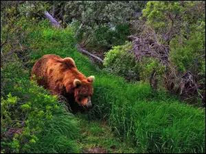 Las, Niedźwiedź
