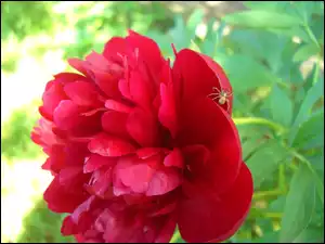 Kwiat, Piwonia, Pajączek