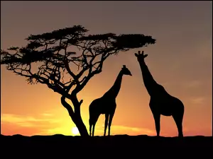 Drzewo, Żyrafy, Zachód słońca