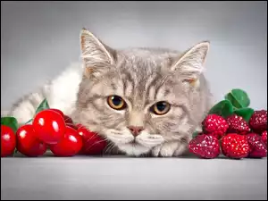 Kot, Owoce