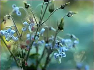 Gałązki, Niebieskie, Kwiatki