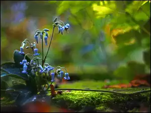 Niebieskie, Mech, Kwiatki, Dzwonki