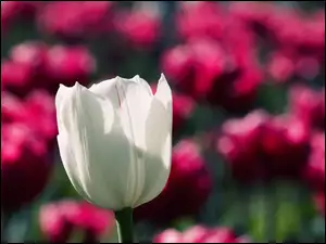 Rozmycie, Biały, Tulipan
