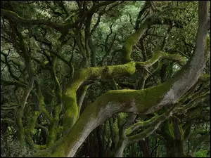 Mech, Dżungla, Drzewa