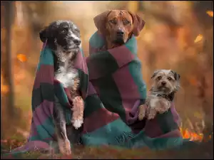 Jesień, Szal, Trzy, Psy