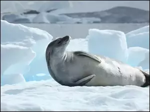 Antarktyda, Foka, Lód