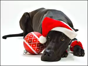 Dog niemiecki, Świąteczne