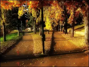 Drzewa, Jesień, Dróżki, Park, Alejki