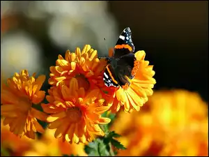 Rusałka admirał, Kwiaty, Motyl
