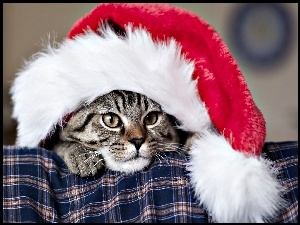 Boże Narodzenie, Mikołaja, Kot, Czapka