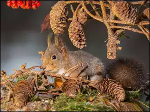 Wiewiórka, Szyszki