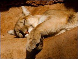 Śpiąca, Puma